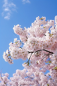 蓝天映衬下美丽的樱花