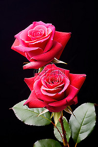 白色背景玫瑰背景图片_白色背景上的两朵玫瑰，带有白色轮廓