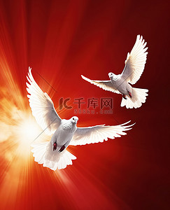 和平的白鸽背景图片_两只白鸽飞过红色背景
