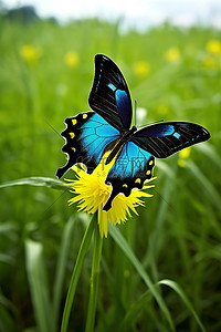 一只大蝴蝶坐在绿色的田野上，张开翅膀飞翔