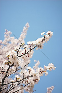 蓝天映衬下盛开的樱花树，树很白