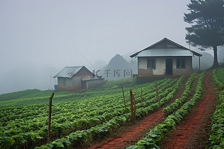 别墅小背景图片_雾气中的小农场