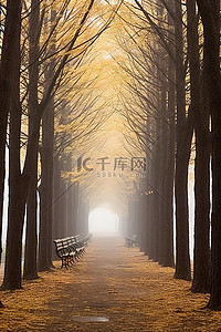 树林路背景图片_秋天的季节，有树林和长凳 leoneskylin sohee 县 jugoosa