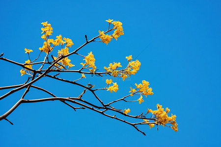 蓝天映衬下的黄色花朵的分支