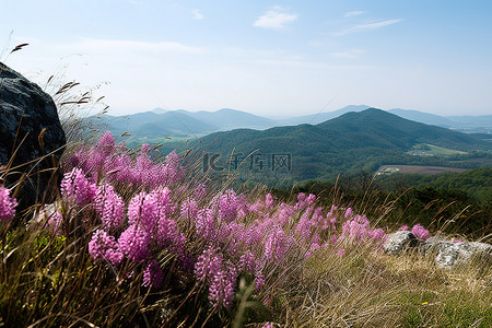 长满高草的山坡