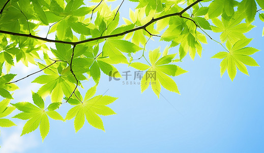阳光明媚的天空背景图片_阳光明媚的日子里一棵树的叶子