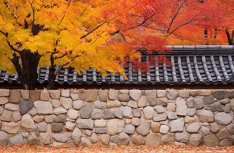 秋天的墙边 世宗弘益公园 首尔 韩国