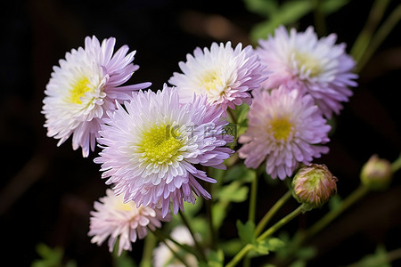 菊花背景图片_菊花