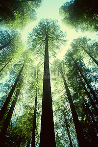 蓝天映衬下高高的红木森林中的绿色树梢