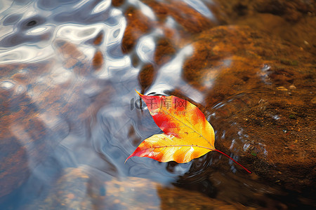 漂浮枫叶背景图片_漂浮在水中的一片叶子