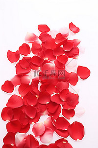 玫瑰花瓣红色背景图片_红色玫瑰花瓣散落在白色表面
