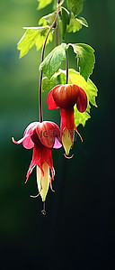合成植物背景图片_两朵红花挂在绿色的悬挂植物上
