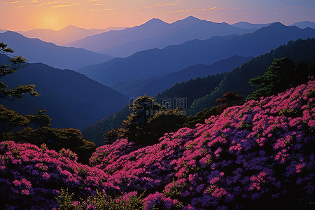日落时山中的紫色灌木丛