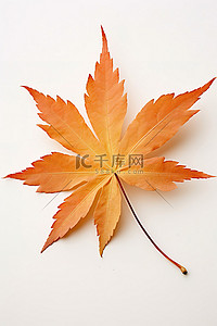 彩色枫叶背景图片_白色表面上的彩色日本枫叶