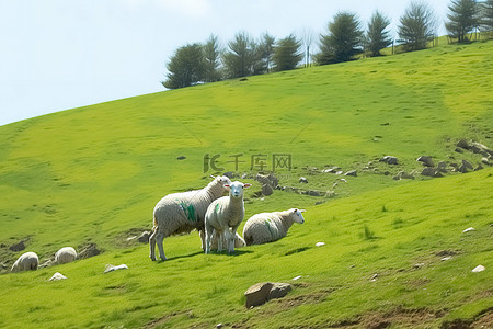 吃草的动物背景图片_羊在山上吃草