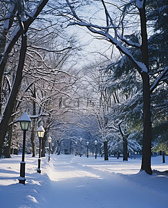 冬天的公园 在冬季公园