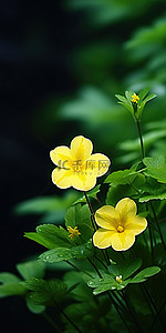 绿色黄色的花背景图片_两朵黄色的花坐在绿色的灌木丛中