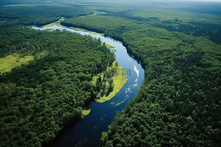树林里的一条河