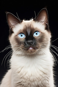 白色背景中蓝眼睛看着相机的萨菲里亚猫
