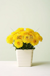 盆栽白菊花背景图片_白花盆里的黄色菊花