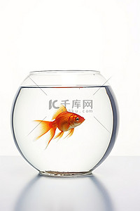 中鱼背景图片_金鱼在白色背景的透明水箱中游泳