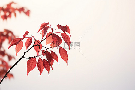 一棵红叶树的图像