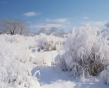 兰天下的猫背景图片_蓝天下白雪覆盖的田野