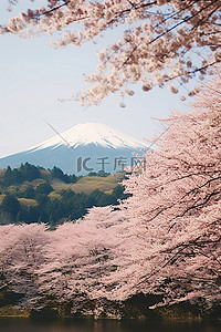 樱花树背景图片_日本鹿儿岛开花的樱花树和山脉
