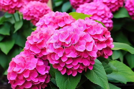 夏天植物花朵背景图片_花园里一束粉红色的花朵