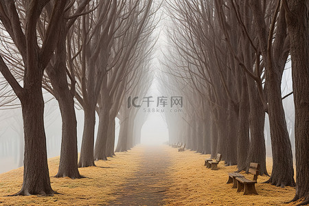 雾中小路上矗立着几排树木和树木