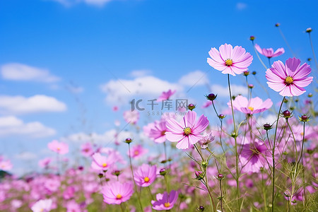 蓝色宇宙背景背景图片_粉红色的田野鲜花照片