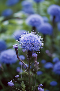 一朵蓝色的花在花园里盛开