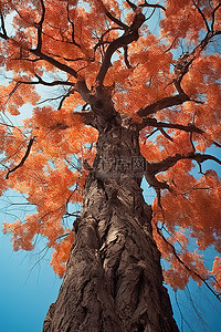 叶子山背景图片_背景是彩色叶子的红枫树的树皮