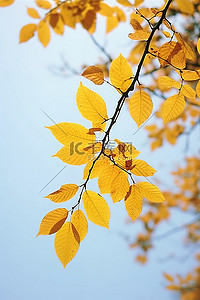 黄叶蓝天背景图片_蓝天背景树枝上的黄叶