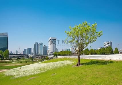 大朵菊花茶背景图片_一棵树和一朵花装饰着一个城市公园