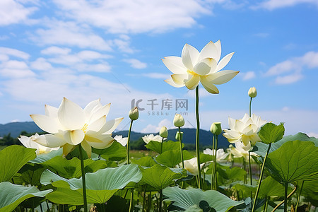 荷叶莲花背景图片_蓝天田野里的一群白莲花