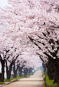 国宝几家背景图片_韩国宝城三谷的樱花树