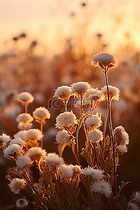 夕阳下的一片白花田