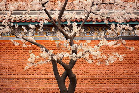 一棵树是砖墙的背景，墙上有盛开的樱花树