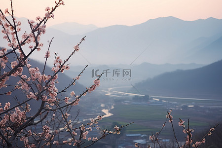 日本轮廓背景图片_令人惊叹的日本梅树和山脉盛开的景色