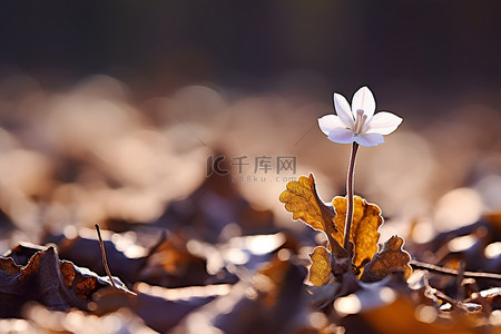 春天棕色背景图片_白花站在棕色叶子背景的田野里