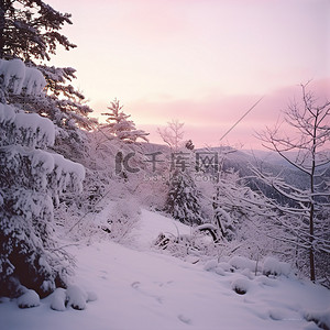 白雪覆盖的山坡上有松树