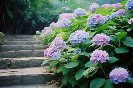 台阶石和绣球花和紫色的花朵
