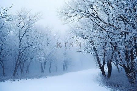 雪中森林背景图片_雪中​​的雾森林