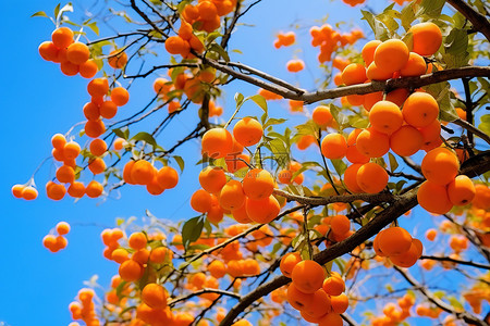 秋天柿子树背景图片_橙色的果实挂在树枝上