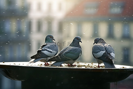 动物鸽子背景图片_鸽子在雨中坐在金属盘上