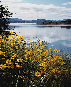 嘉兴南湖区小姐半套763.6.2.2.53威芯背景图片_湖区前的黄色花朵