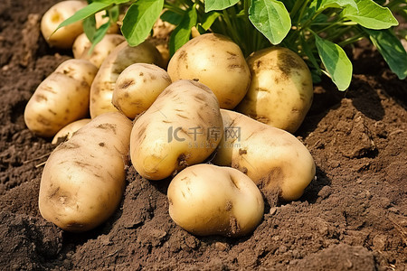 更多的土豆出现在泥土中