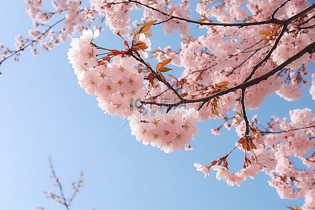 花卉樱花背景图片_樱花绽放，让树枝充满阳光
