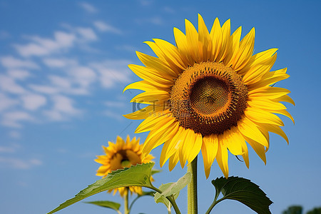 巨大的花背景图片_田野前的一朵巨大的向日葵